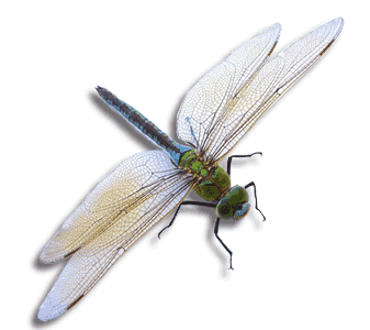 Marie Sauß - Bildungsreferentin